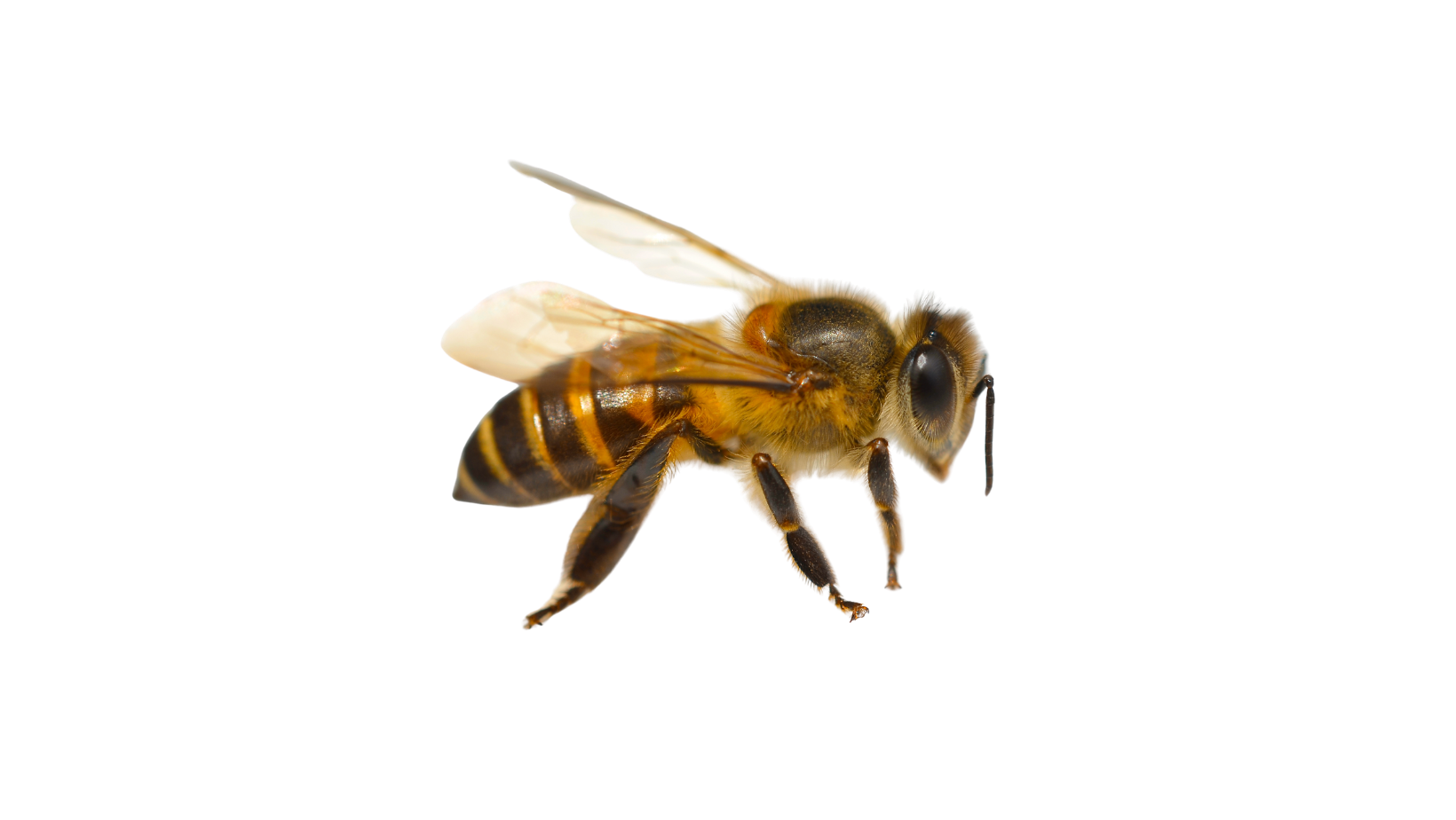 Bee Natural bee
